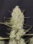 Fast Buds Cannabis Seeds Tropicana Cookies Auto