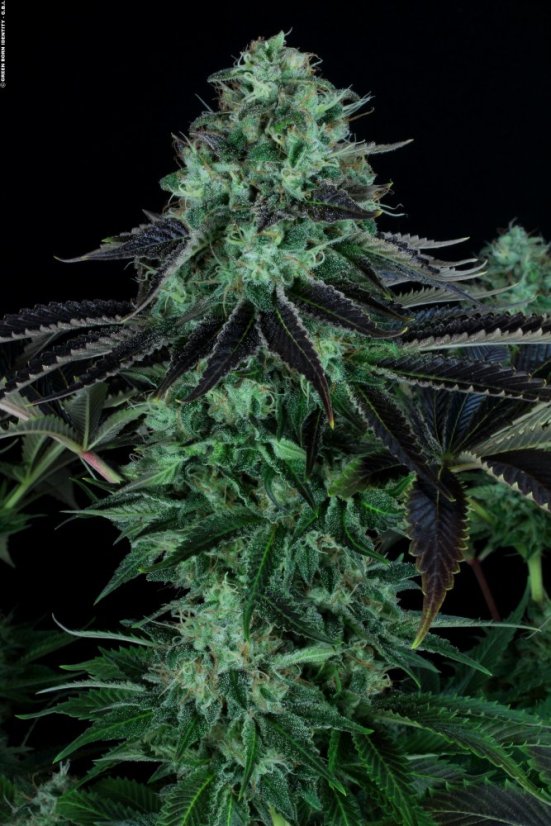 T.H.Seeds™ Cannabis Seeds Darkstar™, various pack, regular