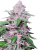 Sensi Seeds Cannabis Seeds Purple Cookie Kush Feminized, 3-10 kpl