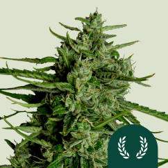 Royal Queen Seeds Kannabiksen siemeniä Titan F1 Auto