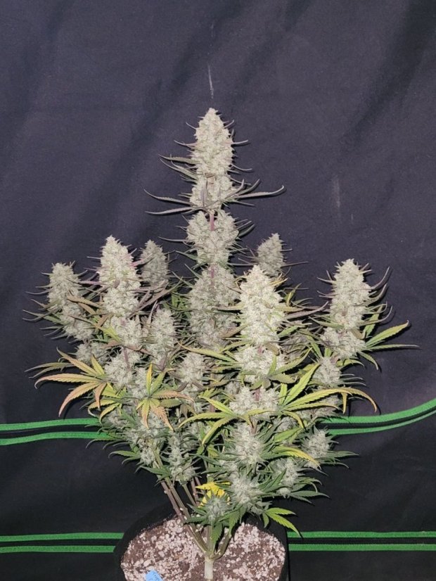 Fast Buds Cannabis Seeds Tropicana Cookies Auto