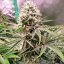 Silent Seeds Classic Cannabis Seeds Amnesia Lemon Feminized