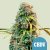 Royal Queen Seeds Seminte de canabis Royal CBDV Auto (high CBD)