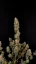 Fast Buds Cannabis Seeds Critical Auto