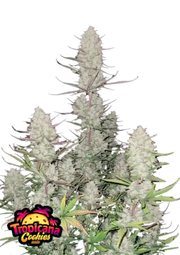 Fast Buds Cannabis Seeds Tropicana Cookies Auto