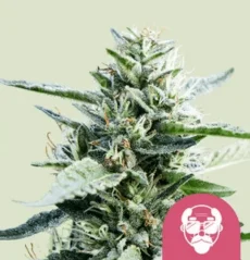Royal Queen Seeds Cannabisfrø Grandaddy Lilla feminisert