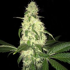 T.H.Seeds™ Cannabis Seeds Afghaniberry,  5+1 Pack limited drop, regular