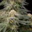 Silent Seeds Kannabiksen siemenet Lemon Tree Fast by Lemon Tree Feminized