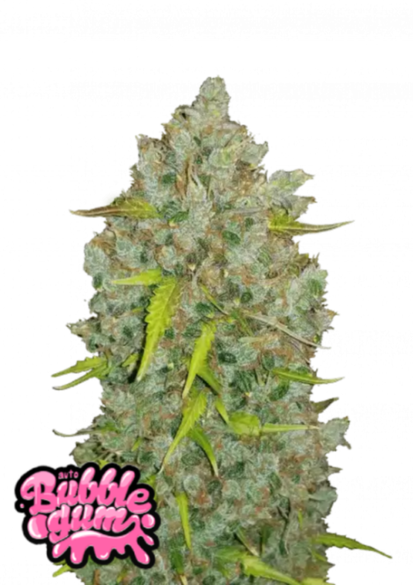Friday next Friday ICE CUBE マリファナCBD 大麻 Friday next Friday ICE CUBE マリファナ 大麻 CBD Friday next