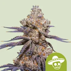 Royal Queen Seeds Seminte de canabis Mexican Rush Auto