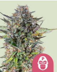 Royal Queen Seeds Cannabisfrø Rosa Gorilla feminisert