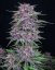 Fast Buds Cannabis Seeds Banana Purple Punch Auto