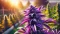 Purple cannabis varieties, what causes their colouration?