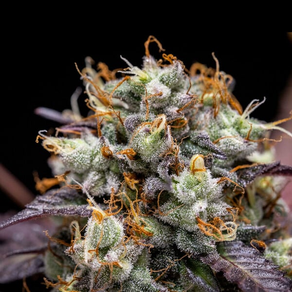Royal Queen Seeds 大麻種子 ノースサンダーファックオート