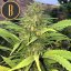 Blimburn Seeds Kannabiksen siemenet Santa Muerte Fast Blooming Feminized