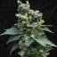 T.H.Seeds™ Kannabiksen siemenet SAGE™n Sour, eri pakkaus, tavallinen