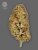 The Bulldog Seeds TB Amnesia Feminized, 3 ja 5 kpl