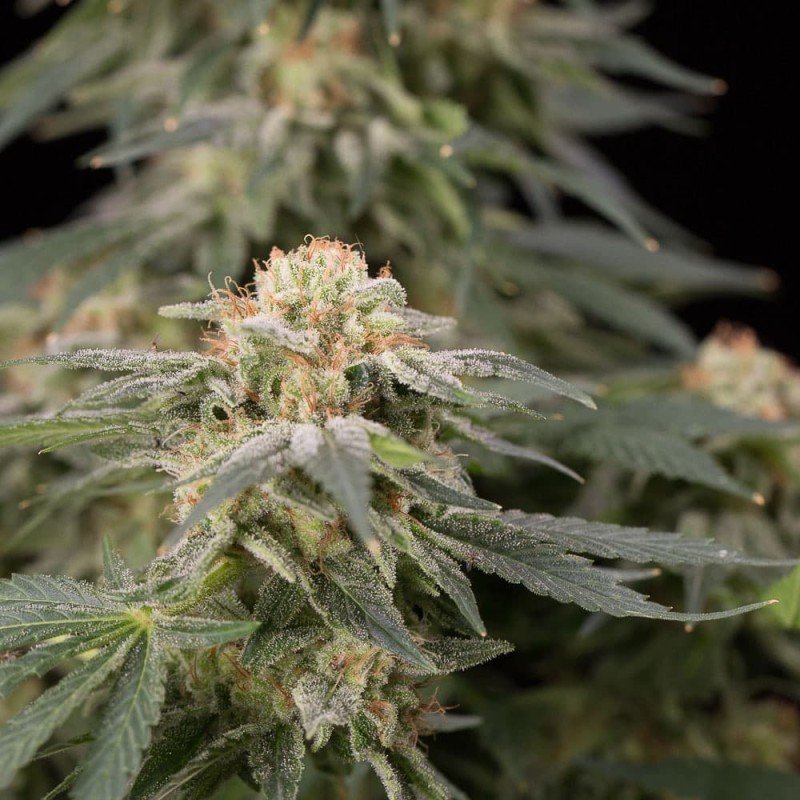 Silent Seeds Kannabiksen siemenet Lemon Tree Fast by Lemon Tree Feminized