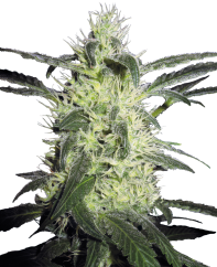 Sensi Seeds Cannabis Silver Haze® Regular, 10 kpl