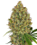Sensi Seeds Cannabis Seeds AK-420 Feminized by White Label, 3-10 ks