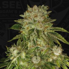 T.H.Seeds™ Kannabiksen siemenet MK-Ultra™, eri pakkaus, feminisoitu