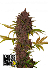 Semințe de Cannabis Fast Buds LSD-25 Auto
