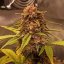 Doctor's Choice Seeds Purple Ryder Auto Feminized