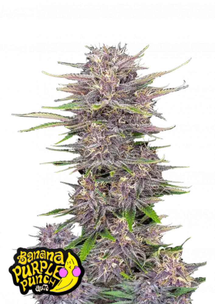 Friday next Friday ICE CUBE マリファナ 大麻 CBD Can You Dig It? | Ice Cube | Music Video | Everythangs Corrupt
