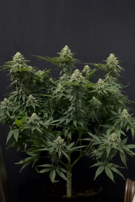 Fast Buds Cannabis Seeds Wedding Cheesecake FF