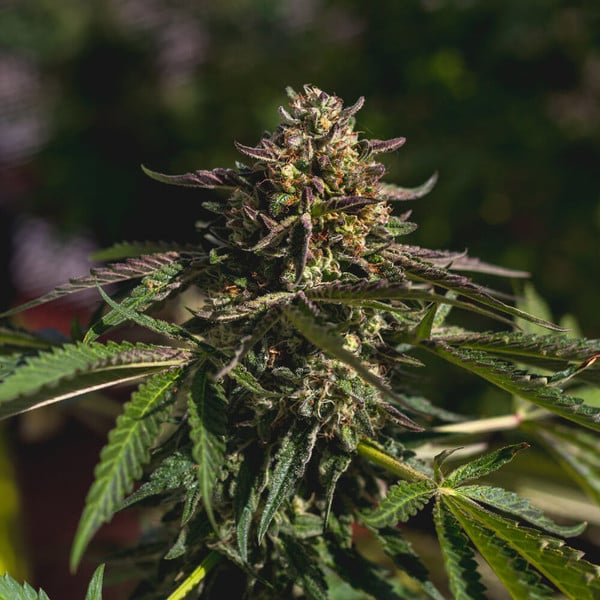 Royal Queen Seeds Cannabis Seeds Wedding Gelato Feminized