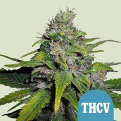 Royal Queen Seeds Feminizované semená kanabisu Royal THCV (s vysokým obsahom CBD)