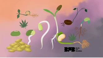 Germinación de semillas de cannabis: guía sobre condiciones y métodos