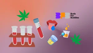 Verikokeita, virtsakokeita ja syljenäytteitä kuvaava kuva – kuinka kauan THC pysyy veressä, virtsassa ja syljessä; Buds for Buddies -logo oikeassa yläkulmassa.