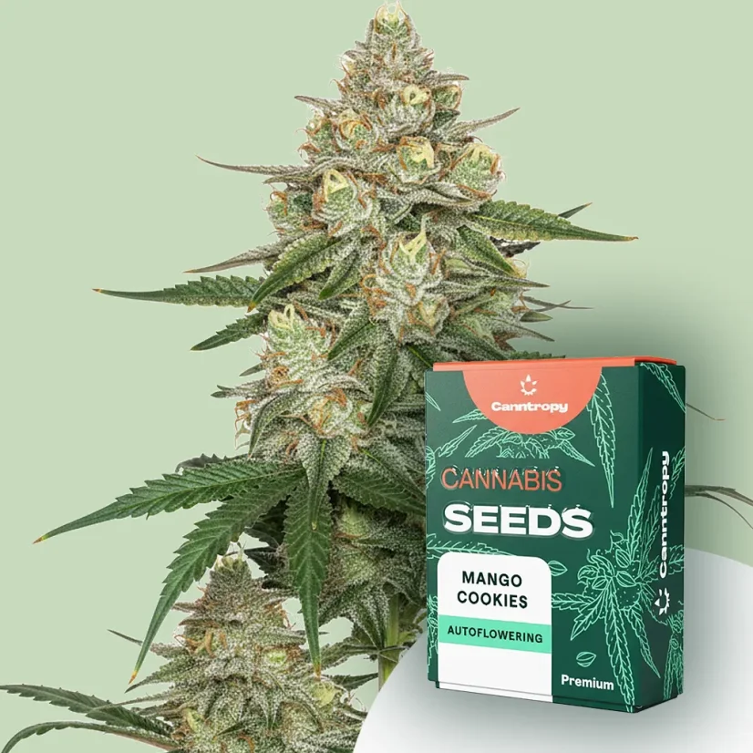 Canntropy Seeds Mango Cookies (Feminisoitu)