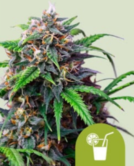Royal Queen Seeds Seminte de canabis Purple Lemonade Auto