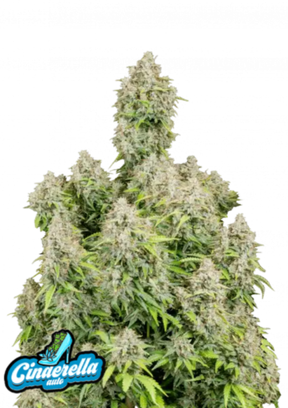 ファストバッズ 大麻種子 シンデレラオート - 個数: 5個