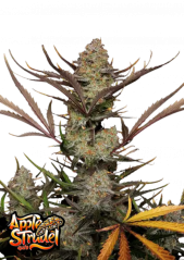 Fast Buds Cannabis Seeds Apple Strudel Auto