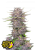 Fast Buds Cannabis Seeds Banana Purple Punch Auto