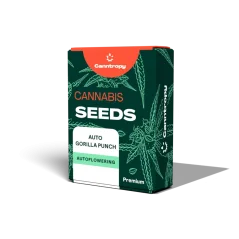 Canntropy Tohumlar Otomatik Gorilla Punch (Otomatik Çiçeklenme)
