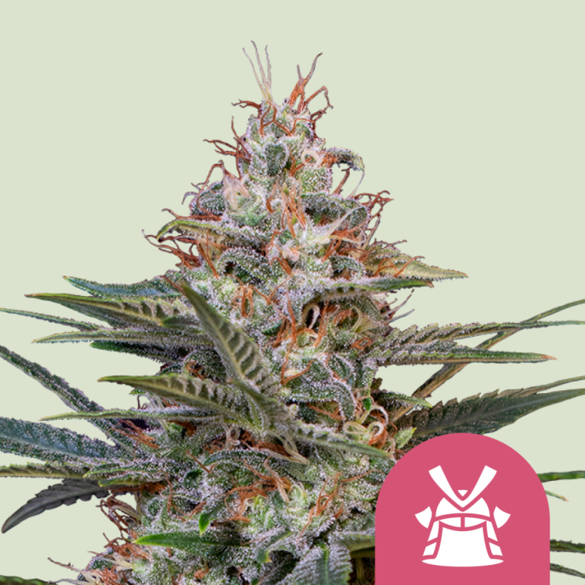 Royal Queen Seeds 大麻種子 ショーグン フェミナイズド - 個数