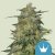 Royal Queen Seeds Seminte de canabis Royal Highness feminizate (high CBD)