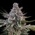 Silent Seeds Eksoottiset kannabiksen siemenet Acai Jelly by Sherbinskis Feminized
