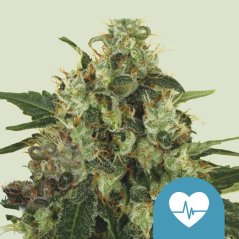 Royal Queen Seeds Cannabis Seeds Medical Mass Feminized (magas CBD)