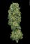 T.H.Seeds™ Kannabiksen siemenet MK-Ultra™, eri pakkaus, tavallinen
