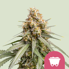 Royal Queen Seeds Kannabiksen siemenet Shining Silver Haze Feminized