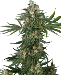 Sensi Seeds Cannabis Seeds Fallout OG Feminized