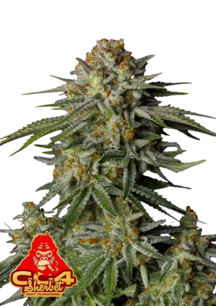 ファストバッズ 大麻種子 GG4 シャーベット FF - 個数: 5個