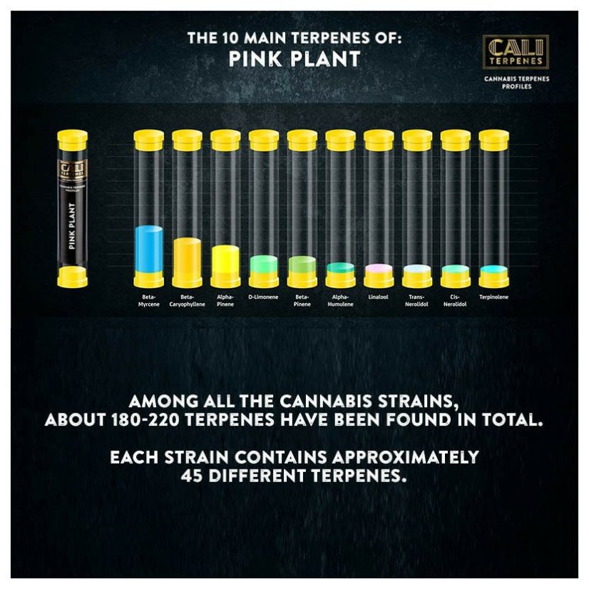Cali Terpenes - RUŽOVÁ RASTLINA, 1 - 1000 ml