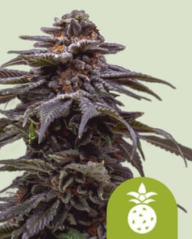 Royal Queen Seeds Seminte de canabis Tropicana Cookies Purple Auto