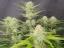 Fast Buds Cannabis Seeds Apricot Auto